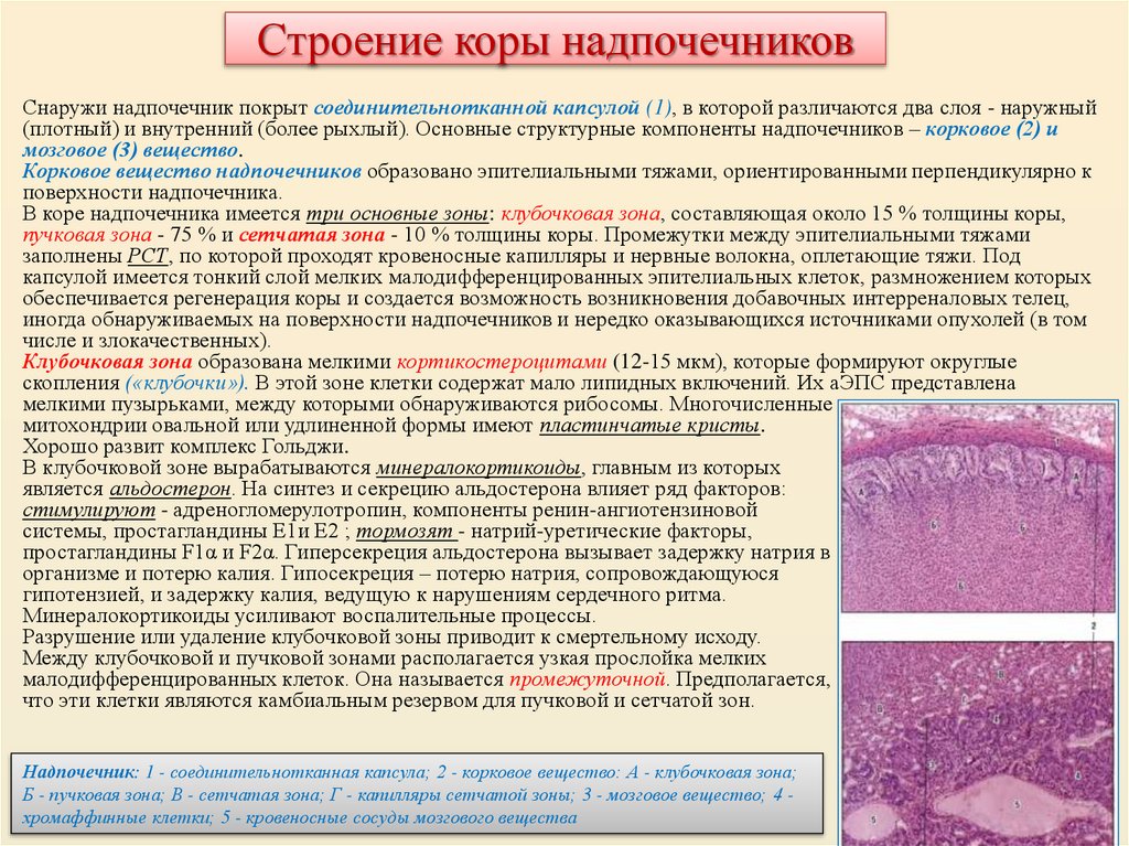 Строение коры надпочечников