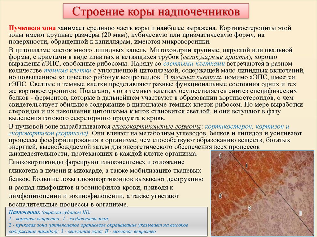 Строение коры надпочечников