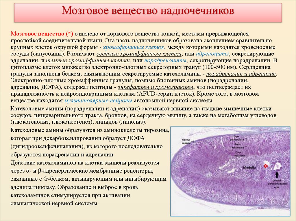 Мозговое вещество надпочечников