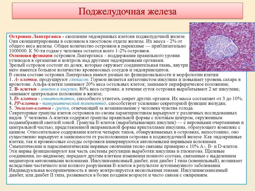 Поджелудочная железа