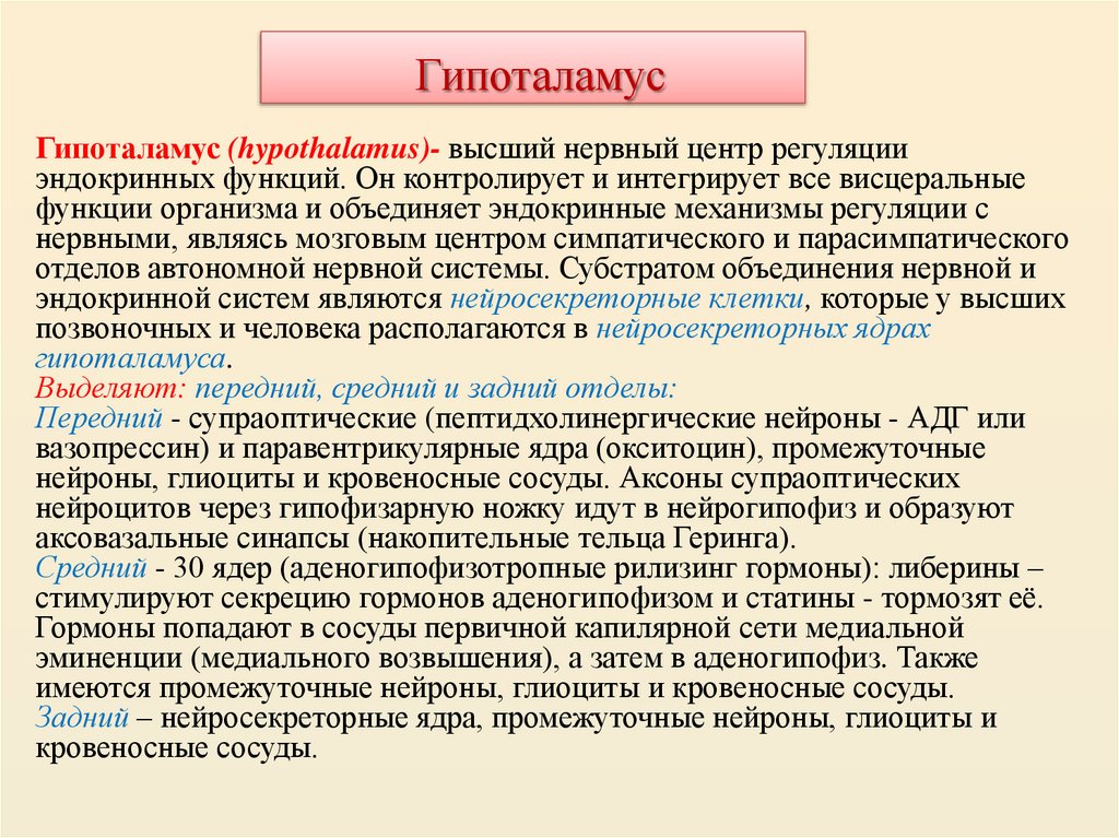  Гипоталамус