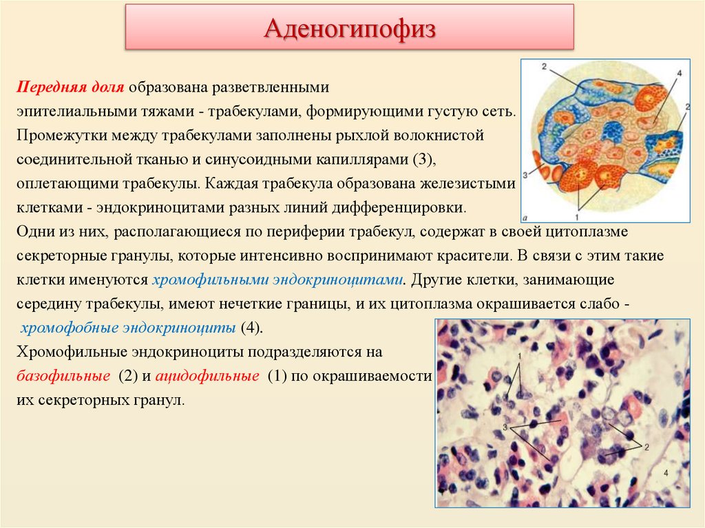 Аденогипофиз