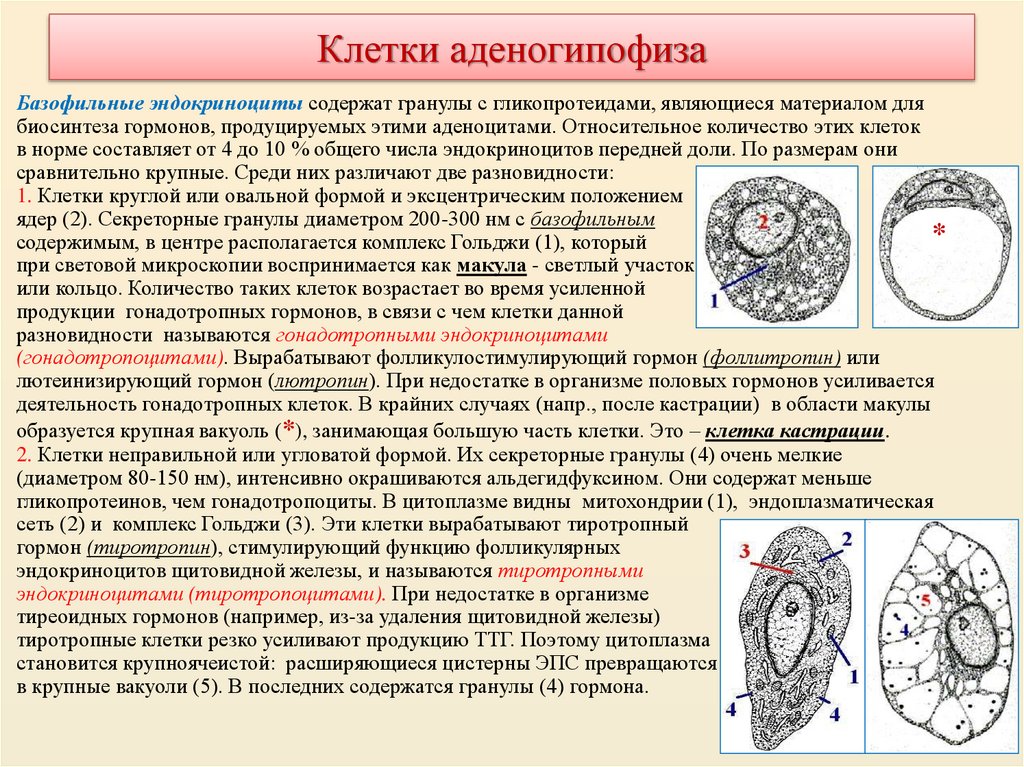 Клетки аденогипофиза