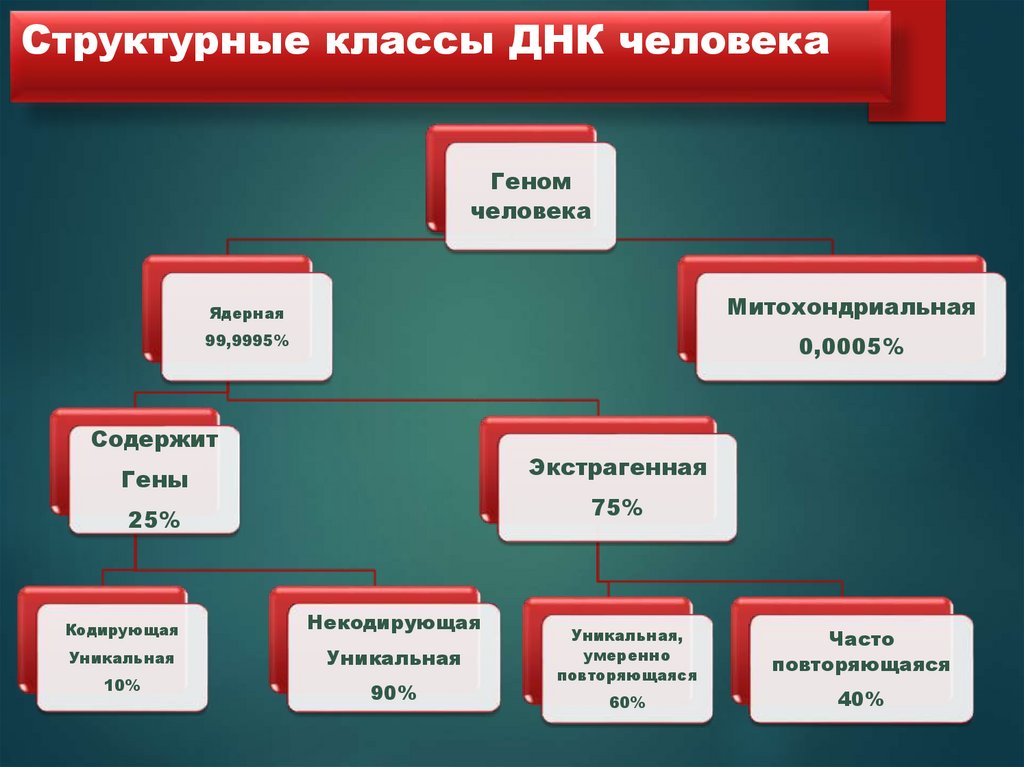 Структурные классы ДНК человека