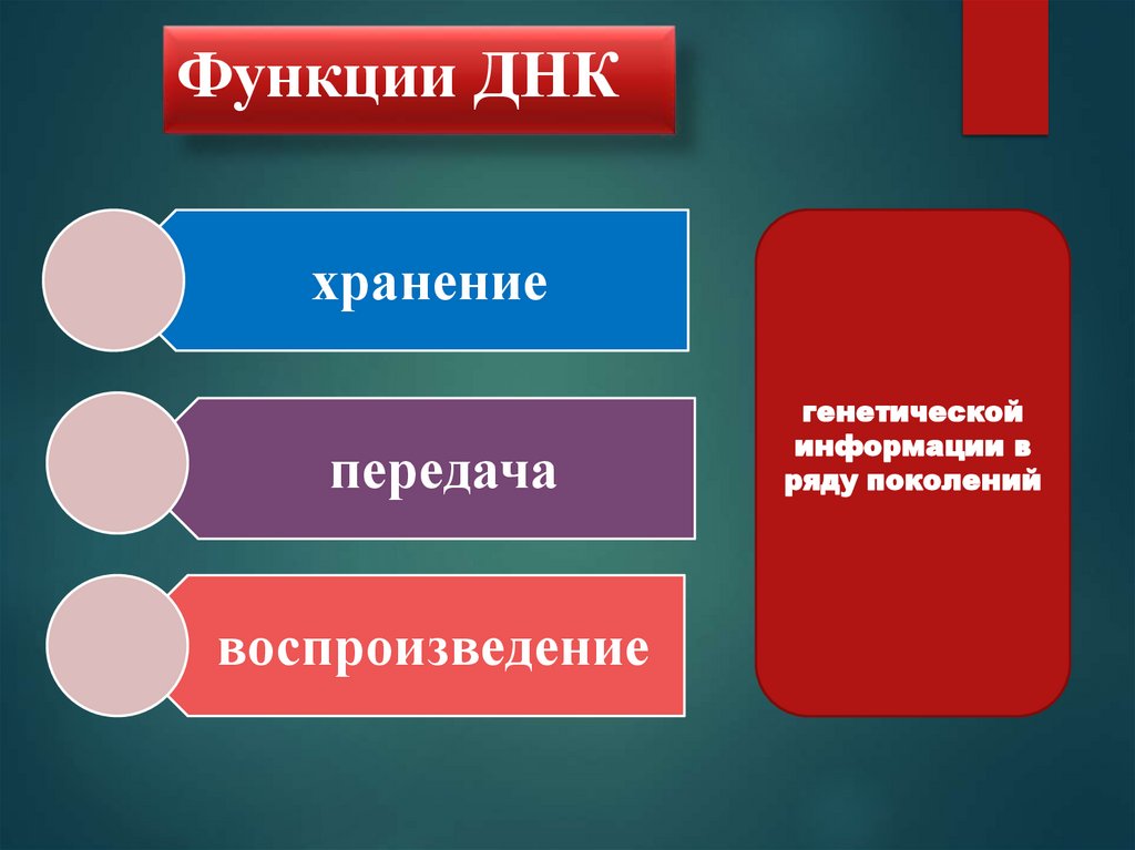 Функции ДНК