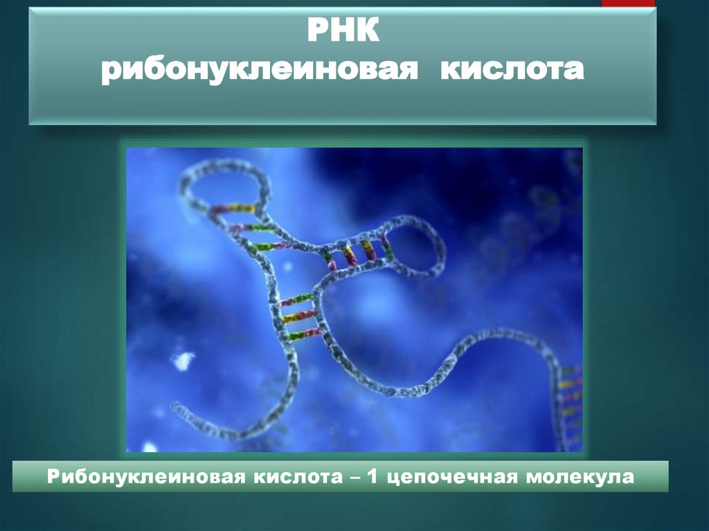РНК рибонуклеиновая кислота