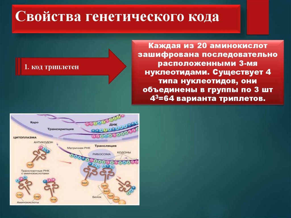 Свойства генетического кода