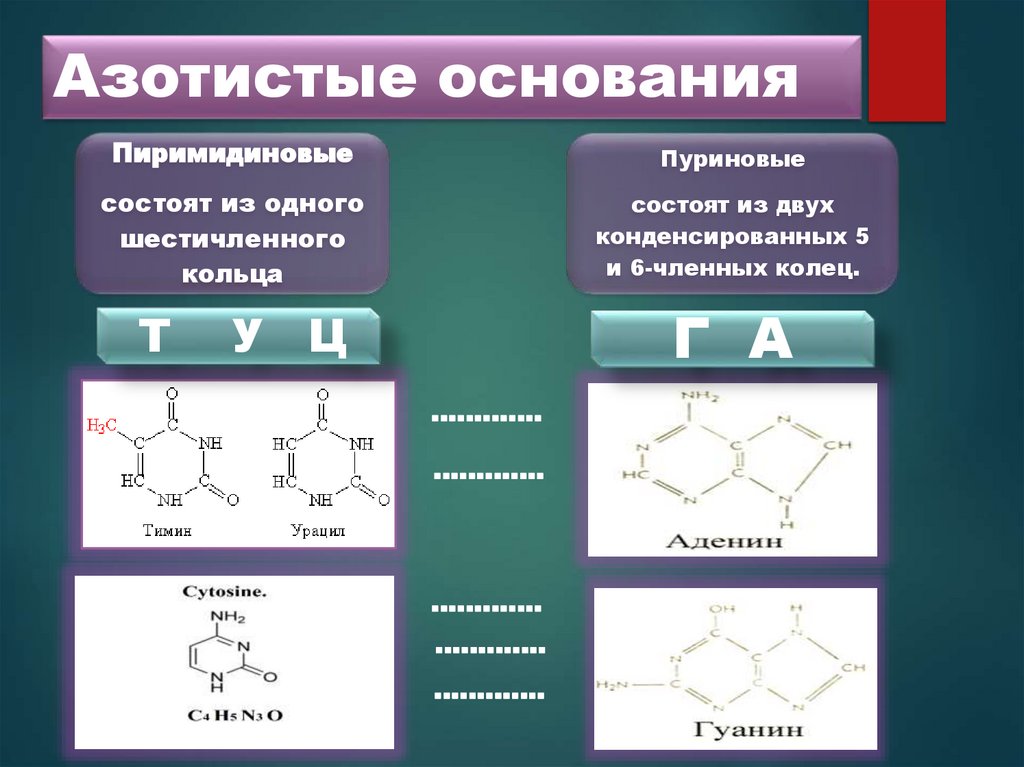 Азотистые основания
