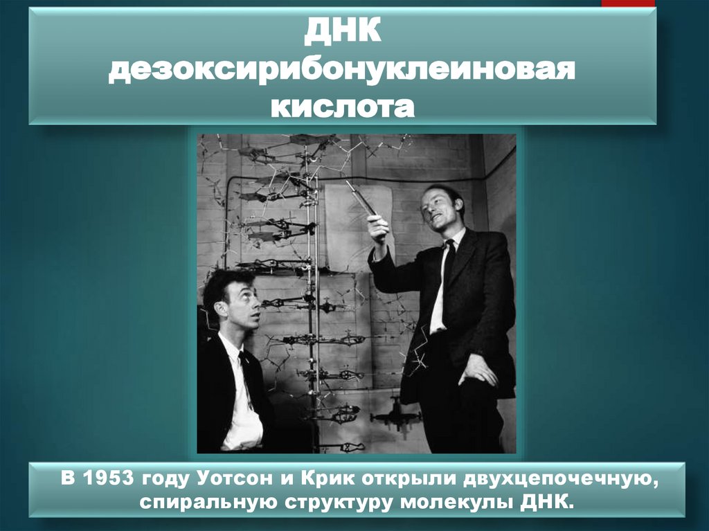 ДНК дезоксирибонуклеиновая кислота