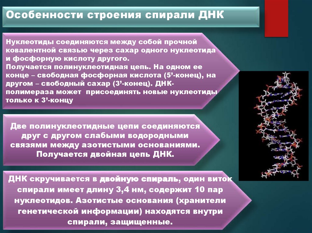Особенности строения спирали ДНК