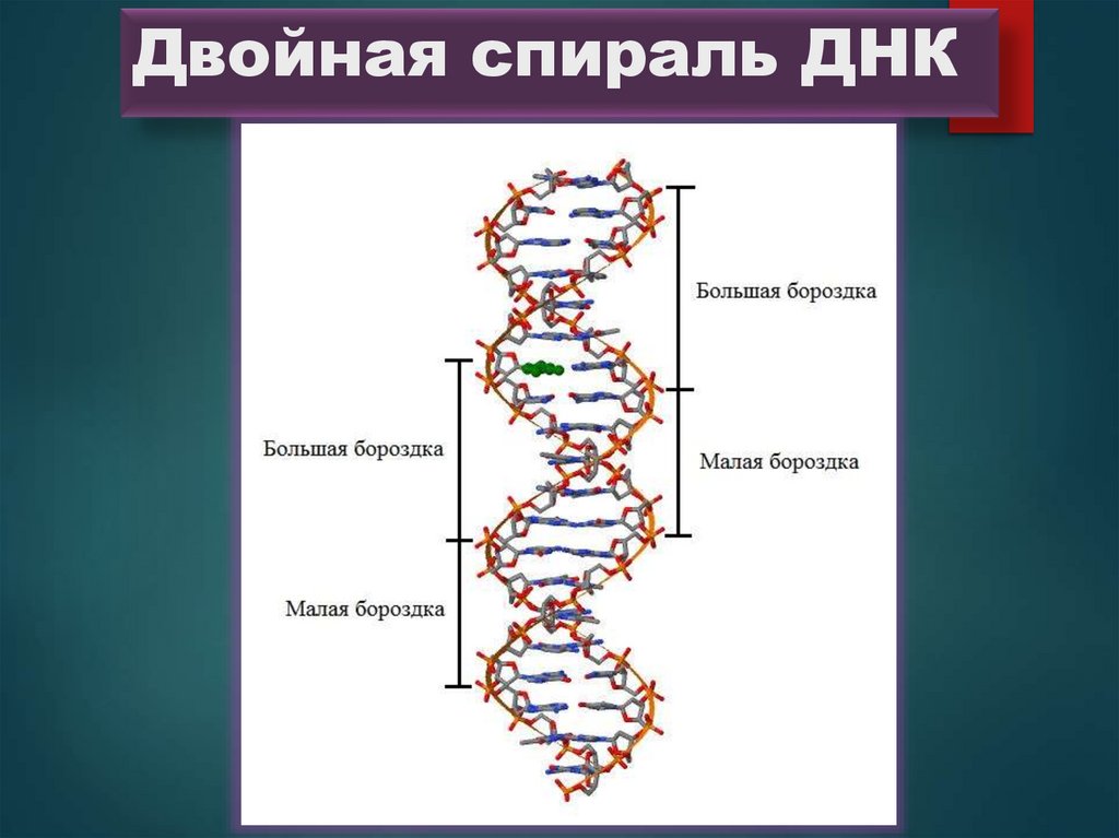 Двойная спираль ДНК
