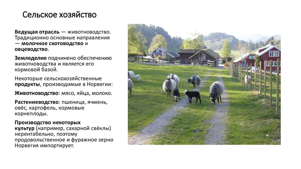 Сельское хозяйство