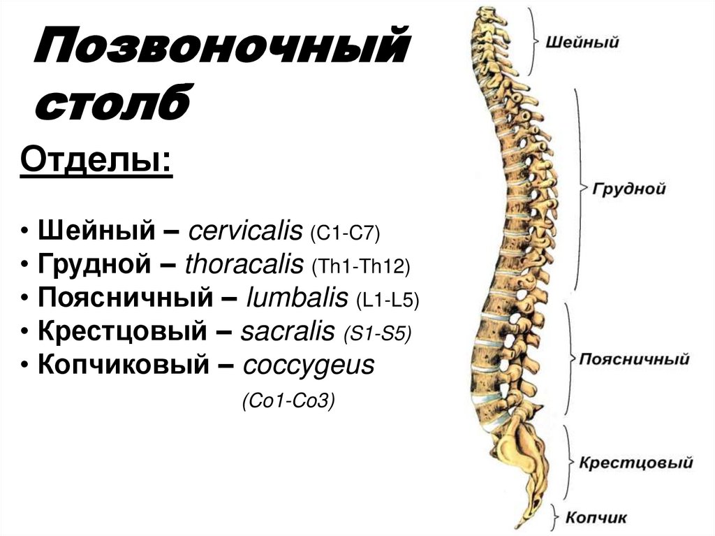 Позвоночный столб