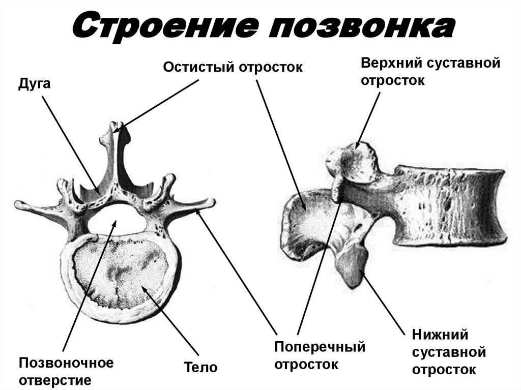 Строение позвонка