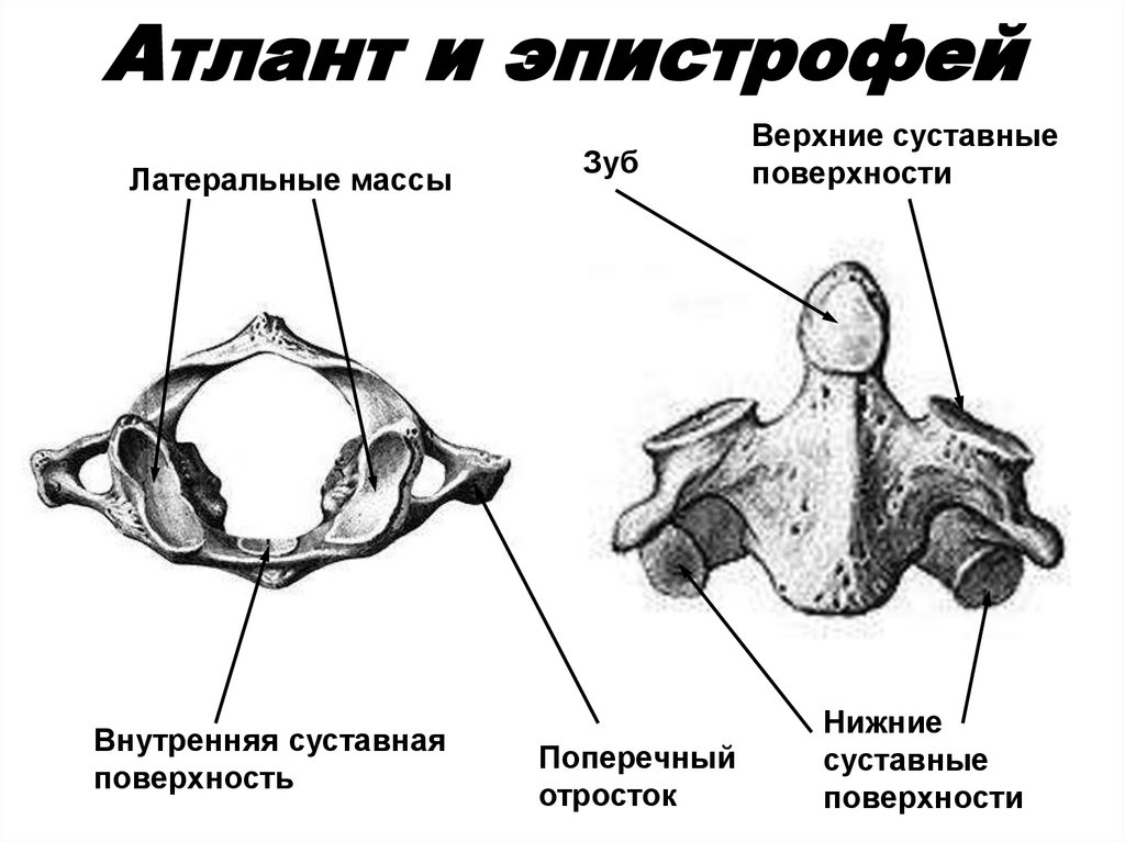 Атлант и эпистрофей