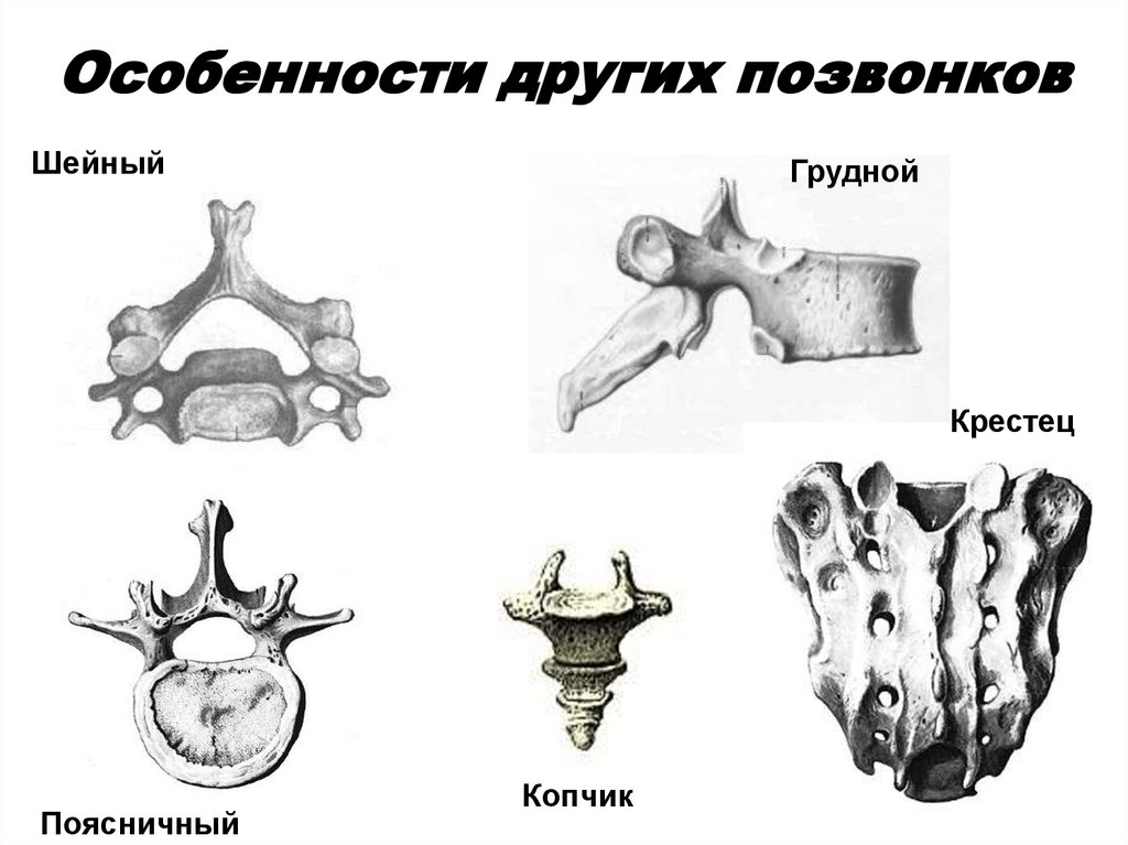 Особенности других позвонков