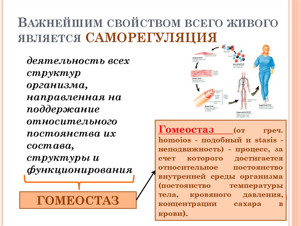 Важнейшим свойством всего живого является САМОРЕГУЛЯЦИЯ