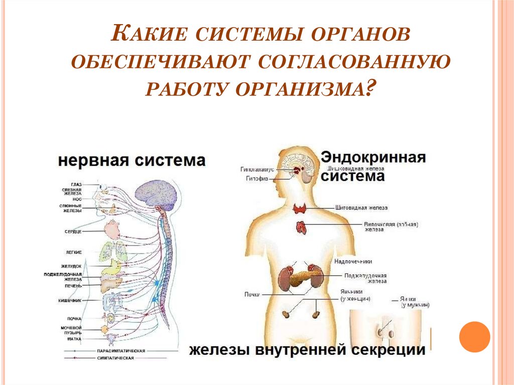 Какие системы органов обеспечивают согласованную работу организма?