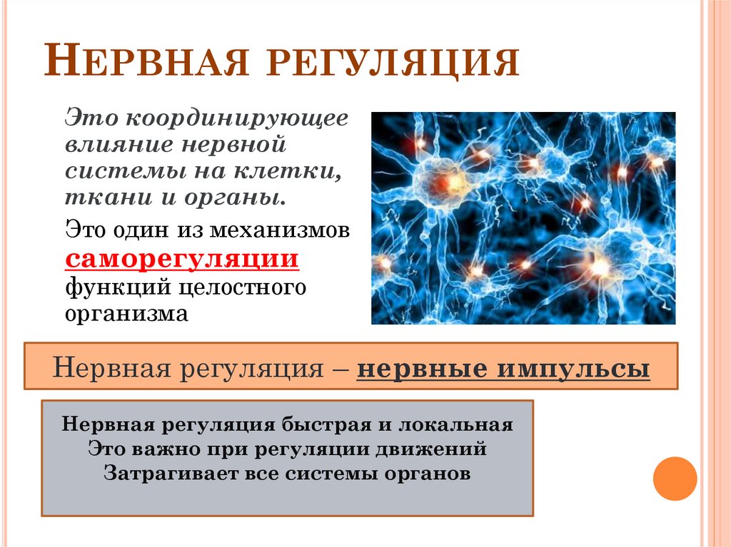 Нервная регуляция