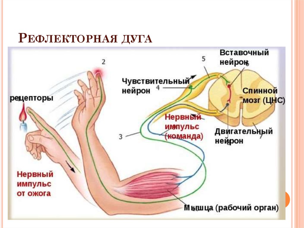 Рефлекторная дуга