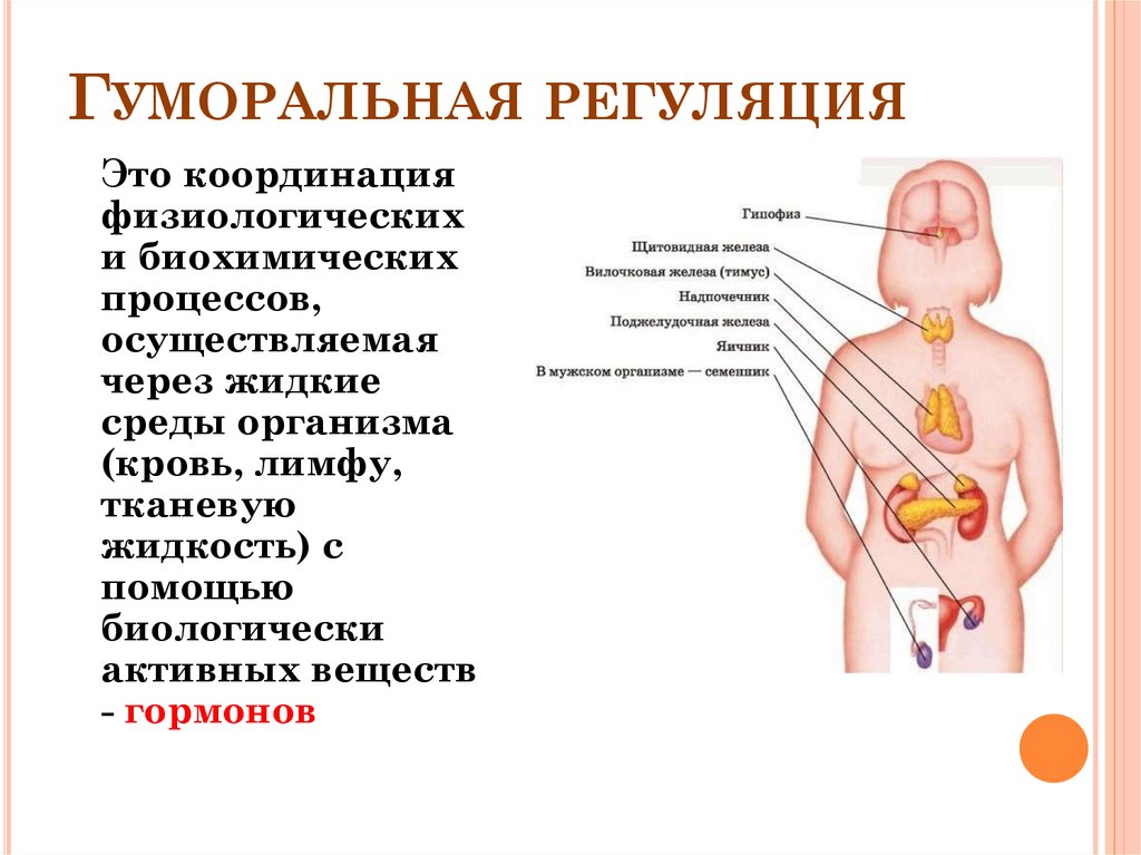 Гуморальная регуляция
