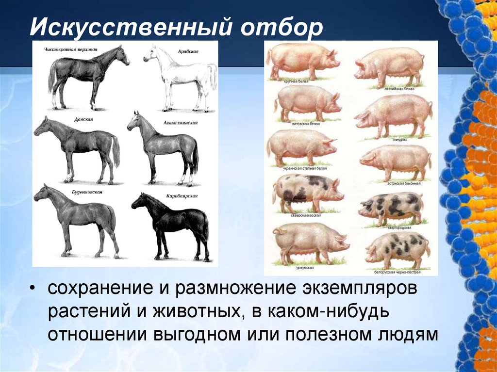 Искусственный отбор