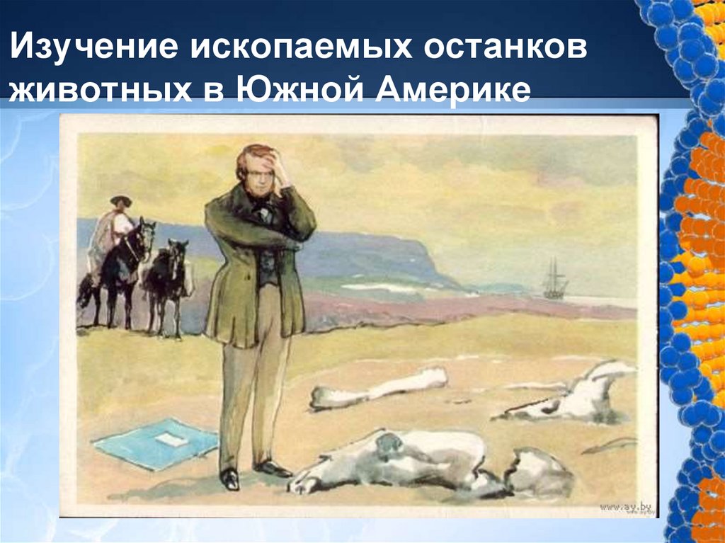 Изучение ископаемых останков животных в Южной Америке
