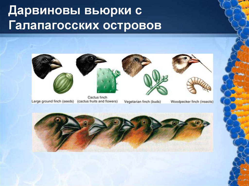 Дарвиновы вьюрки с Галапагосских островов