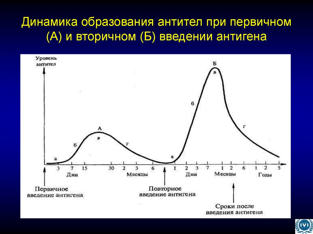 Динамика образования антител при первичном (А) и вторичном (Б) введении антигена