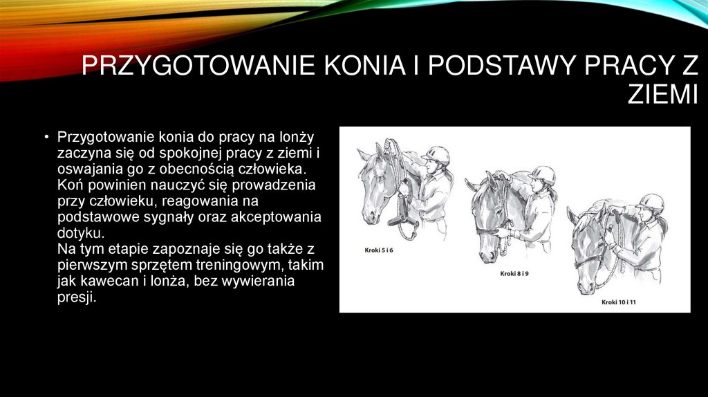 Przygotowanie konia i podstawy pracy z ziemi