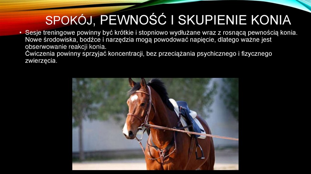 Spokój, pewność i skupienie konia