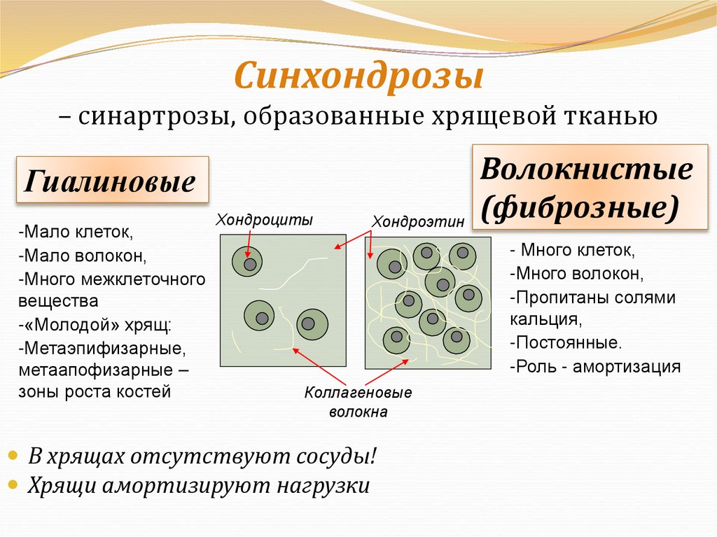 Синхондрозы – синартрозы, образованные хрящевой тканью