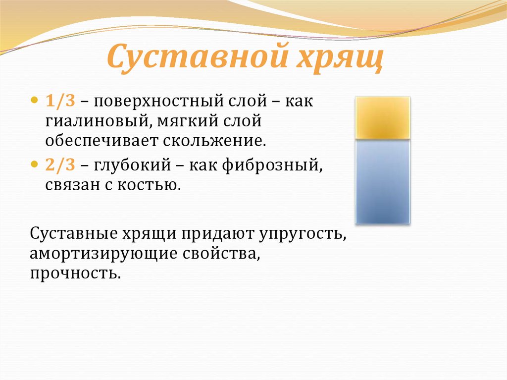 Суставной хрящ