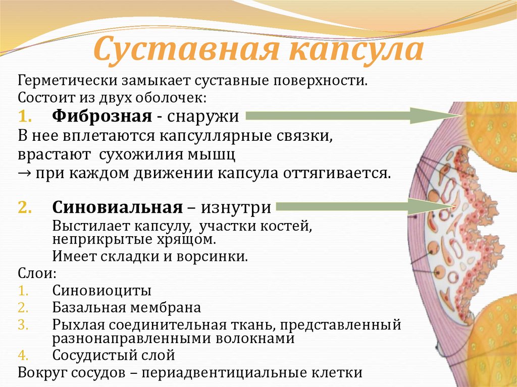 Суставная капсула