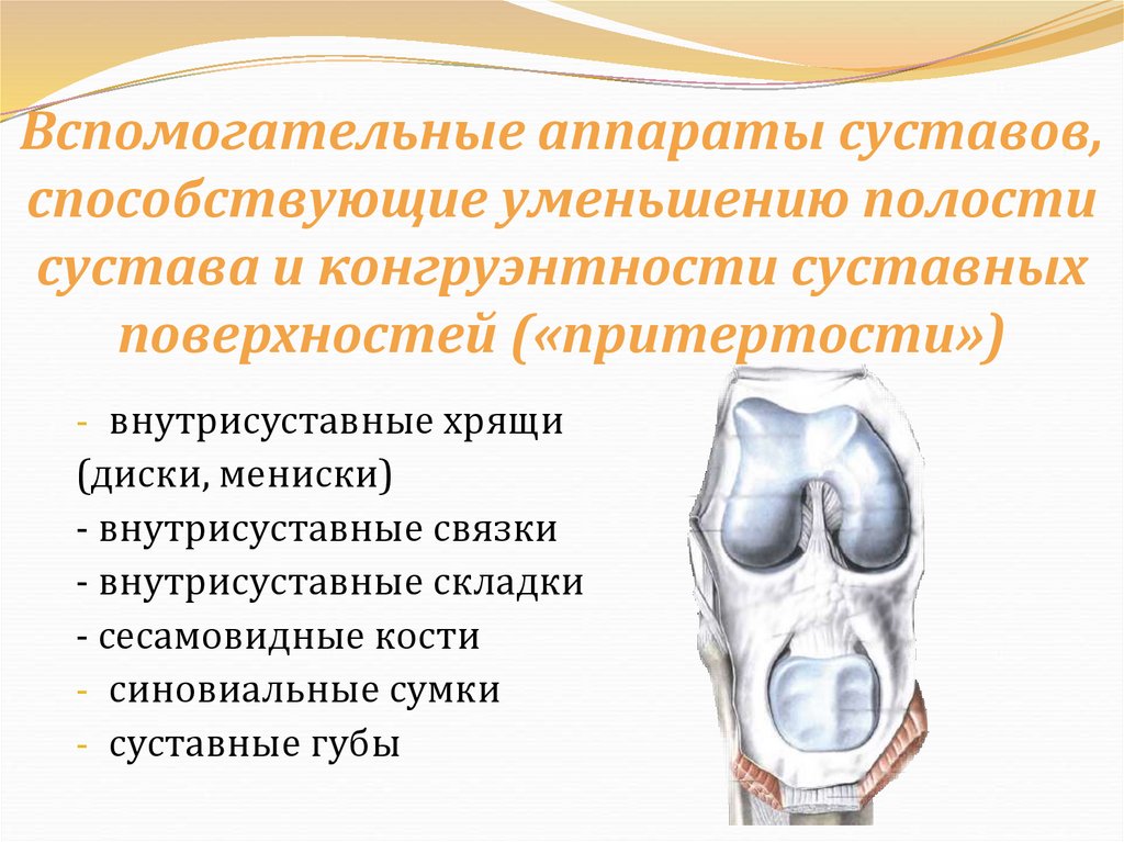 Вспомогательные аппараты суставов, способствующие уменьшению полости сустава и конгруэнтности суставных поверхностей