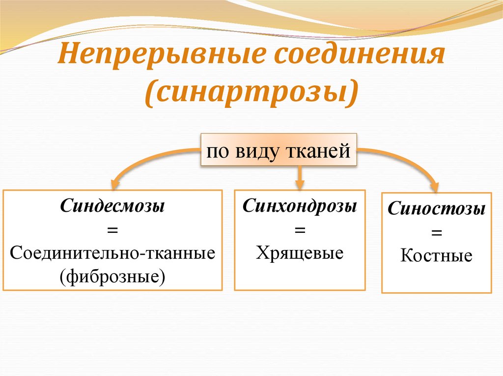 Непрерывные соединения (синартрозы)