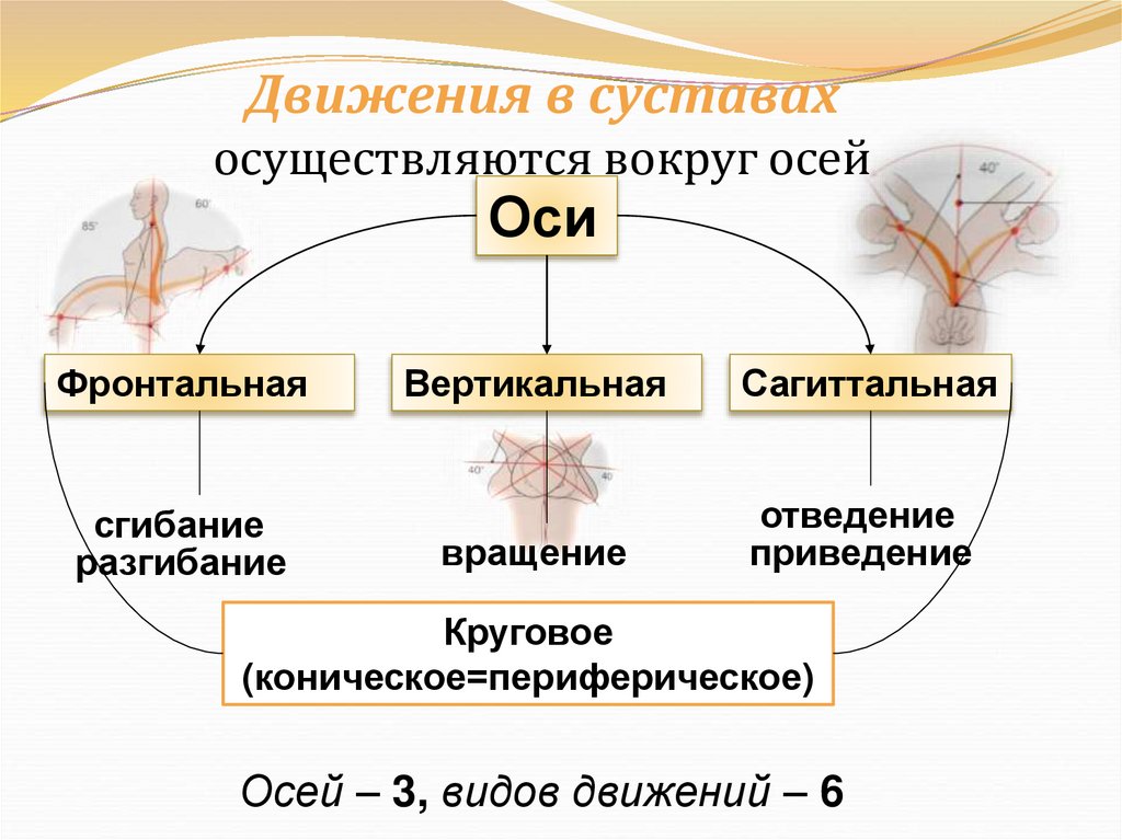 Движения в суставах осуществляются вокруг осей