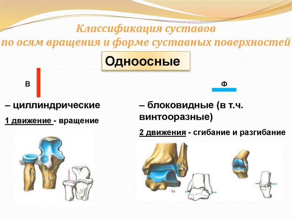 Классификация суставов по осям вращения и форме суставных поверхностей