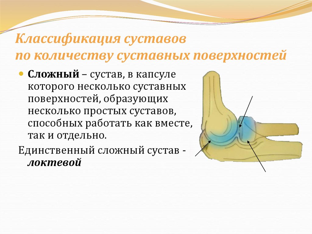 Классификация суставов по количеству суставных поверхностей
