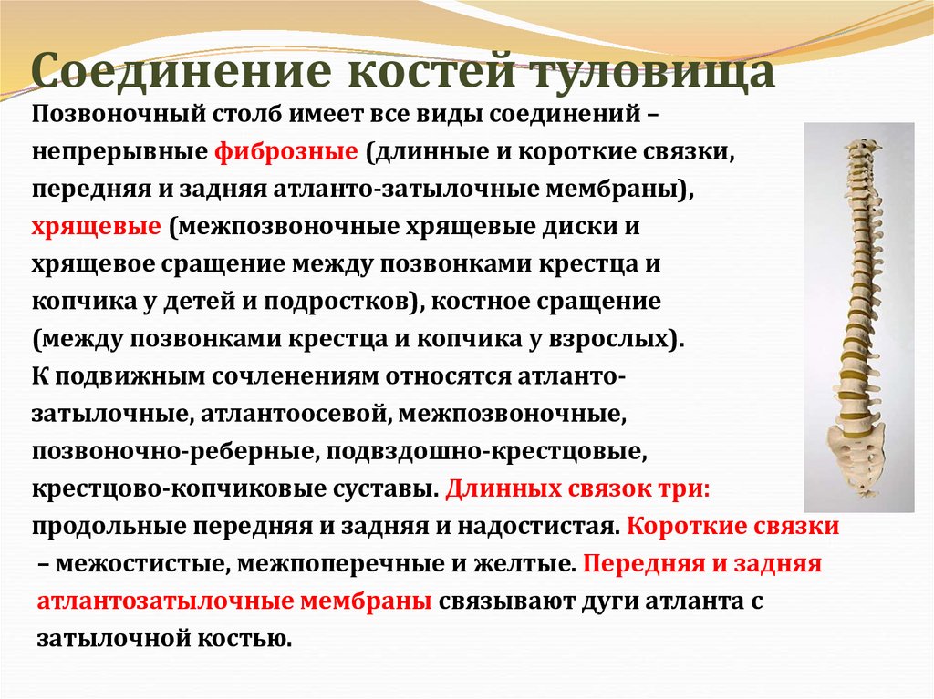 Соединение костей туловища