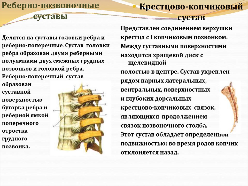 Реберно-позвоночные суставы