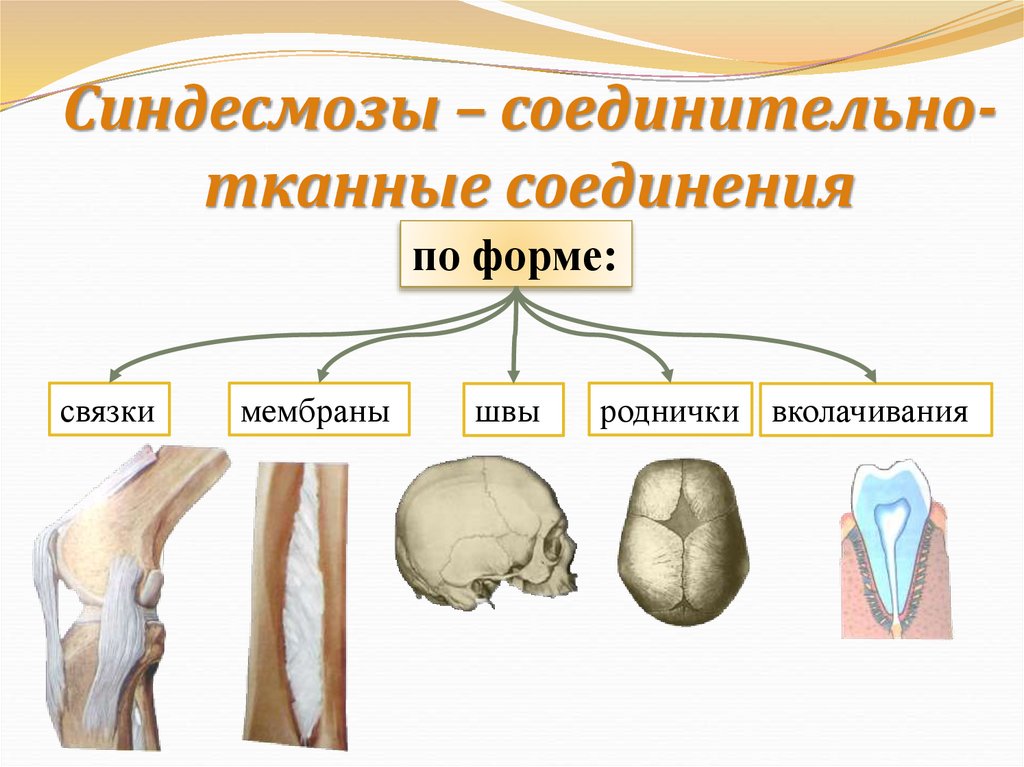 Синдесмозы – соединительно- тканные соединения