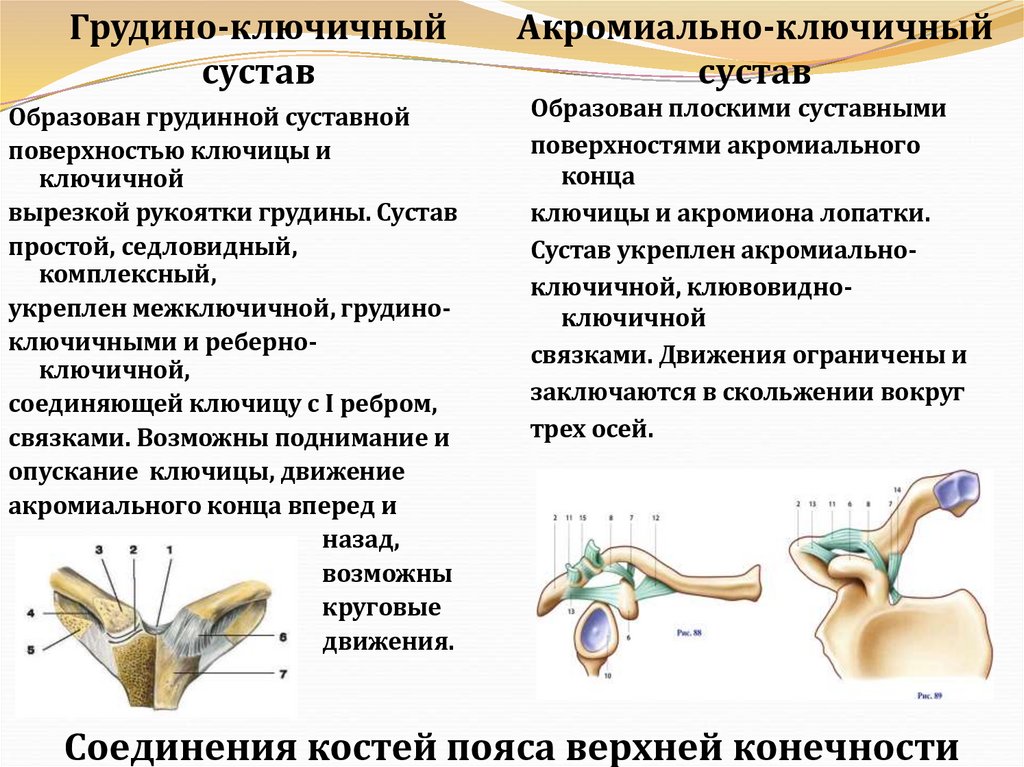 Грудино-ключичный сустав
