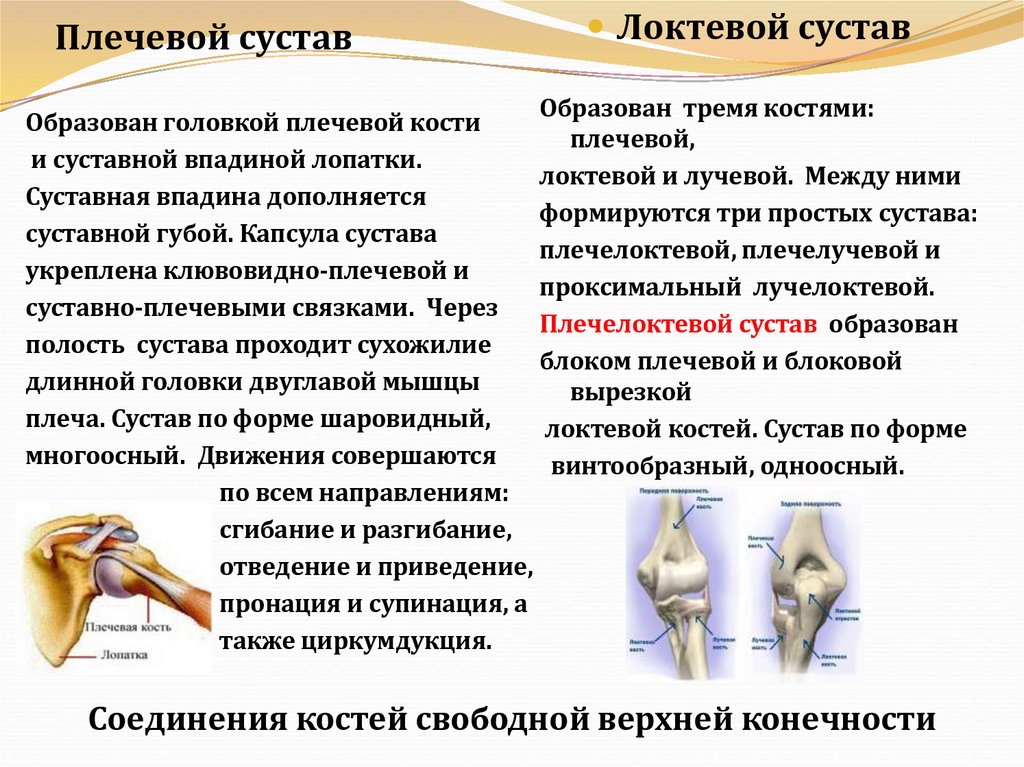 Плечевой сустав