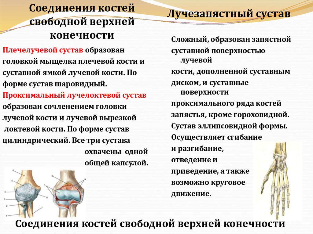 Соединения костей свободной верхней конечности