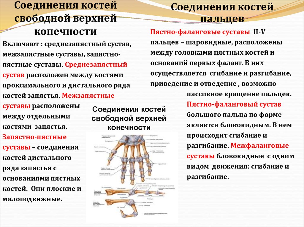 Соединения костей свободной верхней конечности