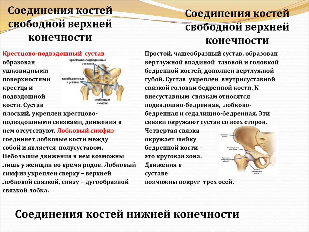 Соединения костей свободной верхней конечности