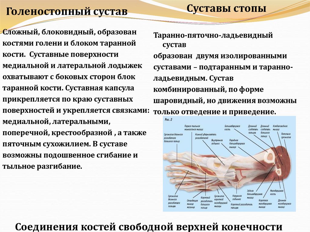 Голеностопный сустав