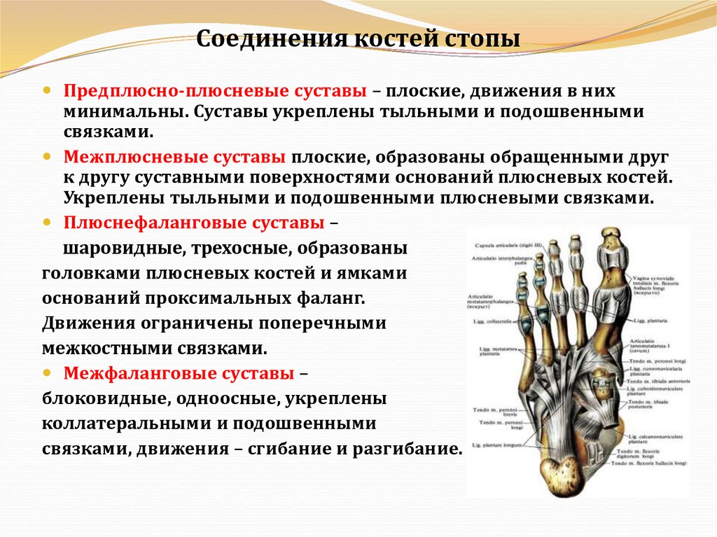 Соединения костей стопы