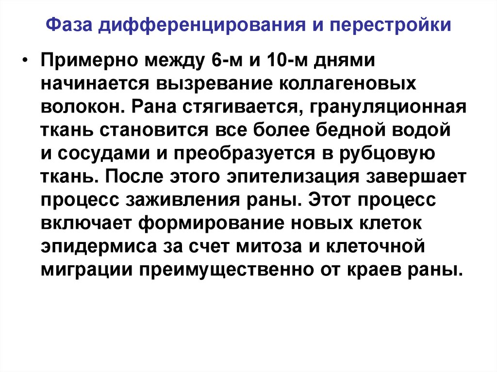 Фаза дифференцирования и перестройки